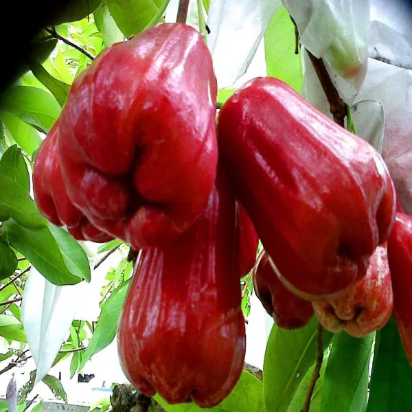 Red_Missile_water_Apple_|_Grafted_and_Hybrid_Plants