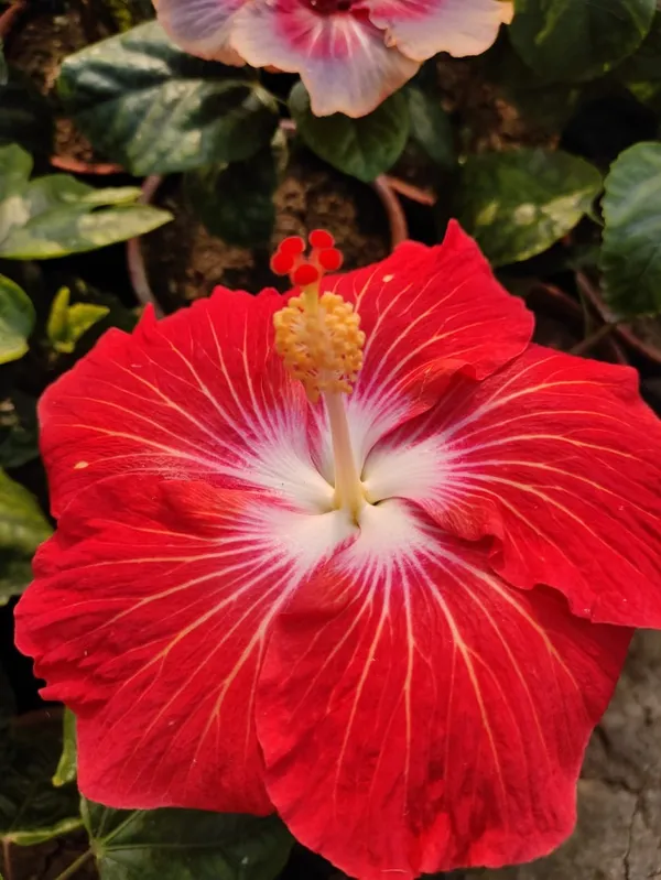 Red_Heart_Hibiscus