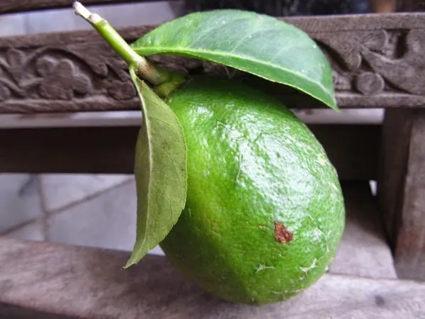 Gondhoraj_Lemon_Plant_|_Grafted_and_Hybrid_Plants