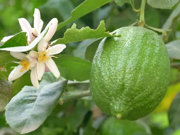 Gondhoraj_Lemon_Plant_|_Grafted_and_Hybrid_Plants
