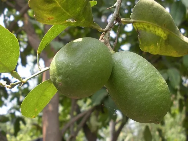 Gondhoraj_Lemon_Plant_|_Grafted_and_Hybrid_Plants