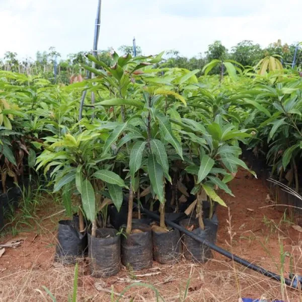 Mango_Plant_|_Grafted_and_Hybrid_Plants