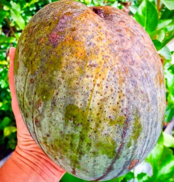 Mango_Plant_|_Grafted_and_Hybrid_Plants