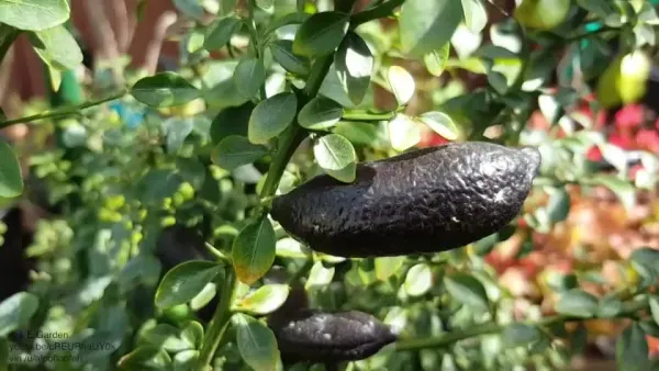 Finger_Lemon_Black_|_Grafted_and_Hybrid_Plants