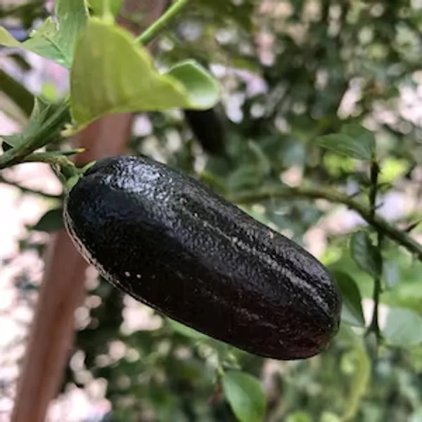 Finger_Lemon_Black_|_Grafted_and_Hybrid_Plants