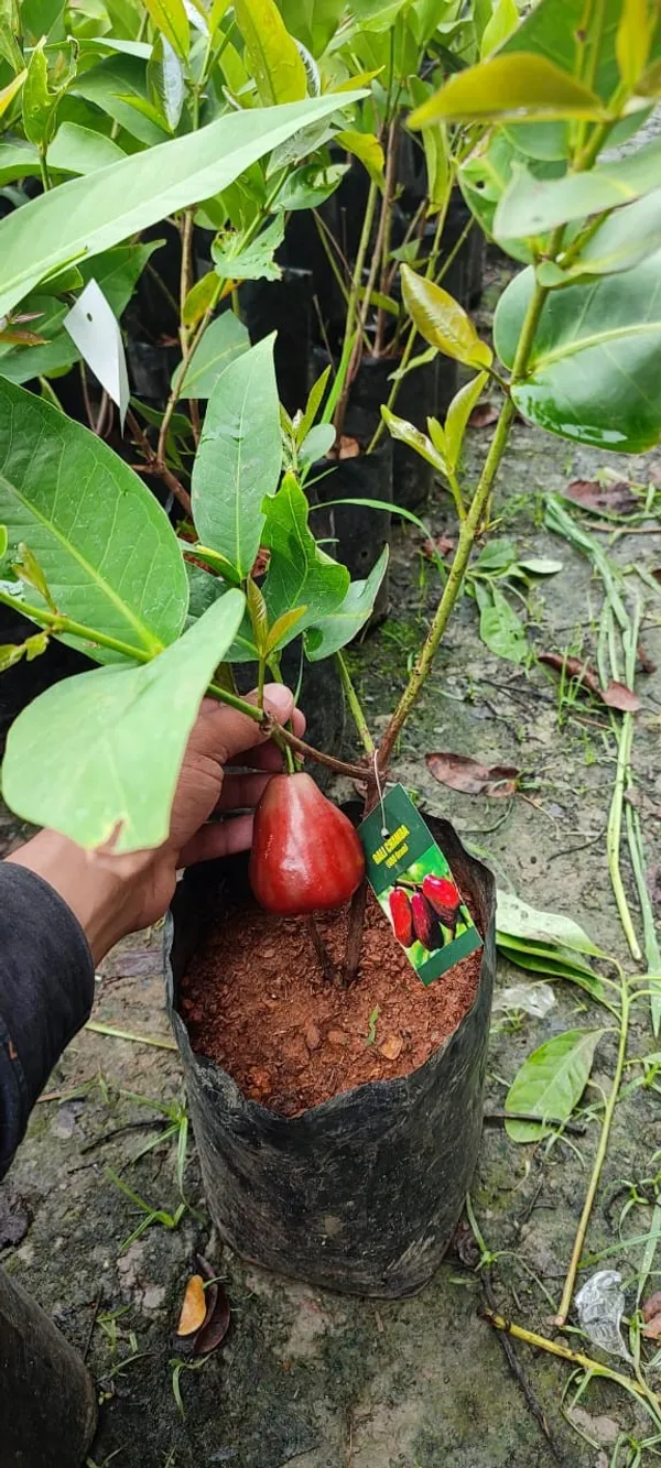 Bali_Chamba_Water_Apple_|_Grafted_and_Hybrid_Plants