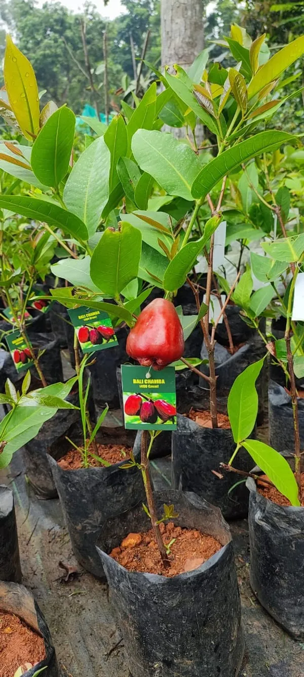 Bali_Chamba_Water_Apple_|_Grafted_and_Hybrid_Plants