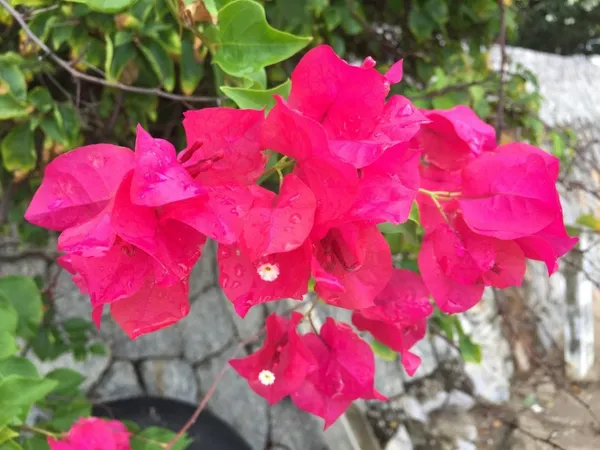 Vera_Deep_Bougainville