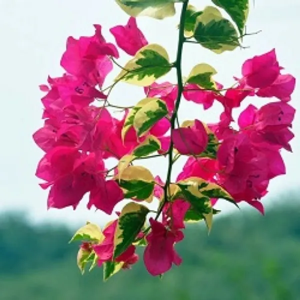 Vera_Deep_Bougainville