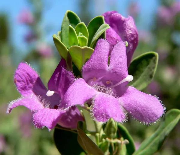 Silver_Queen_Flower_Plant