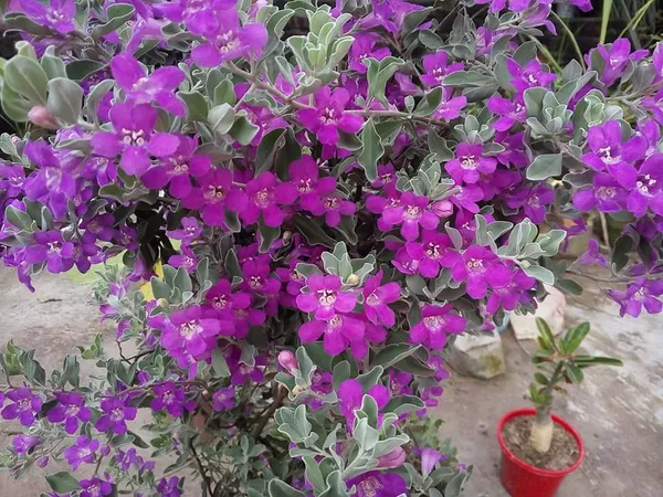 Silver_Queen_Flower_Plant