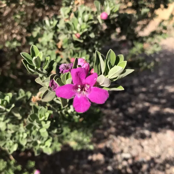 Silver_Queen_Flower_Plant