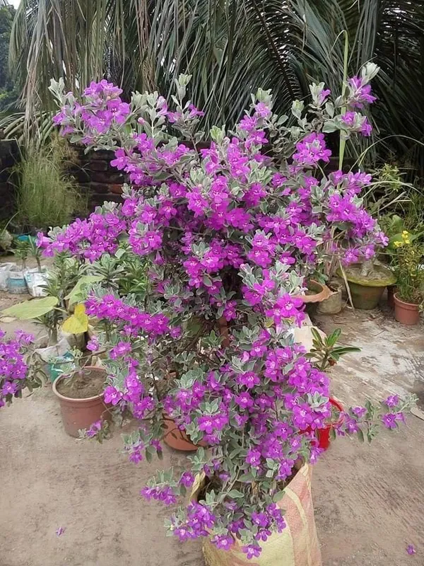 Silver_Queen_Flower_Plant