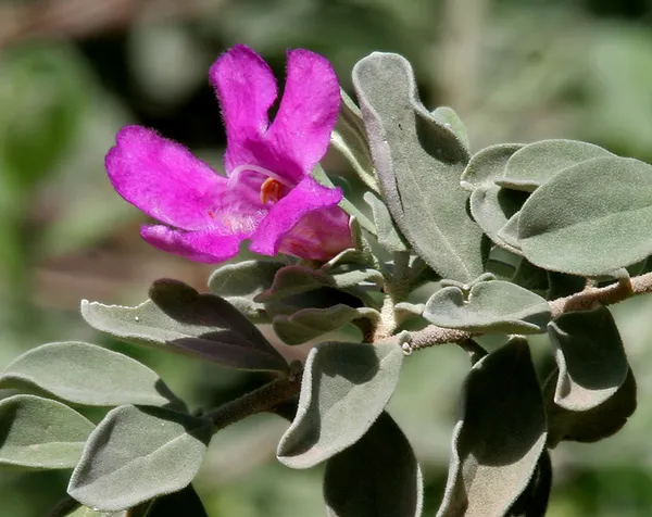 Silver_Queen_Flower_Plant