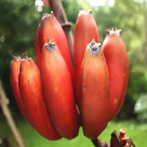 Thai_K-99_Tisue_Culture_Banana