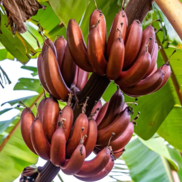 Thai_K-99_Tisue_Culture_Banana