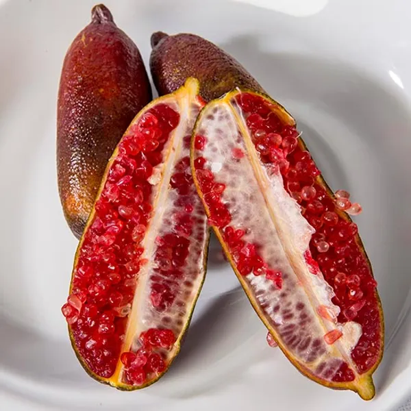Finger_Lemon_Red_|_Grafted_and_Hybrid_Plants
