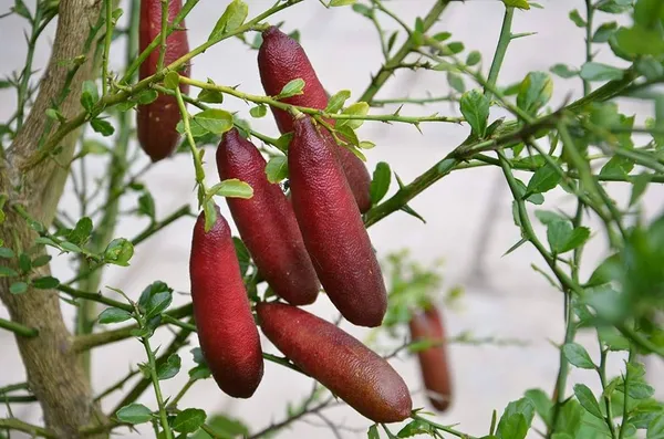 Finger_Lemon_Red_|_Grafted_and_Hybrid_Plants