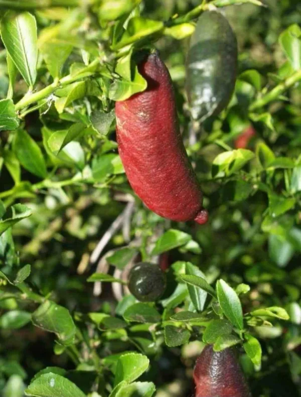 Finger_Lemon_Red_|_Grafted_and_Hybrid_Plants