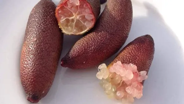 Finger_Lemon_Red_|_Grafted_and_Hybrid_Plants