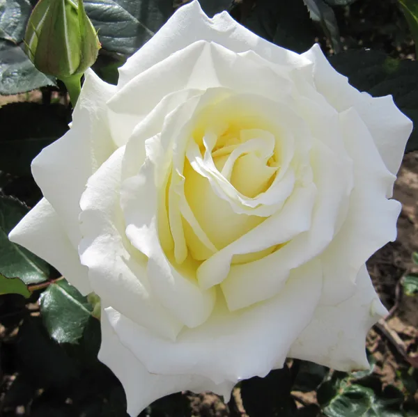 White_Rose_Fragnant