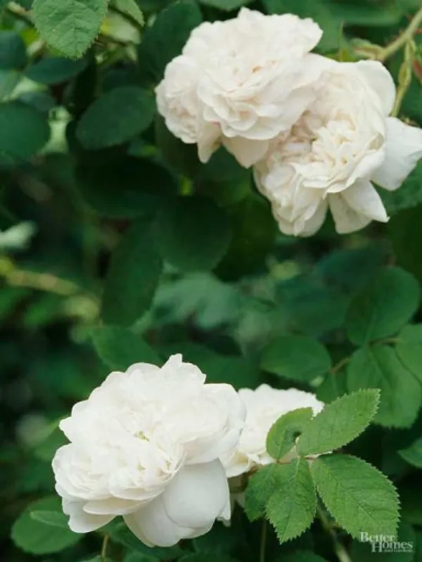 White_Rose_Fragnant