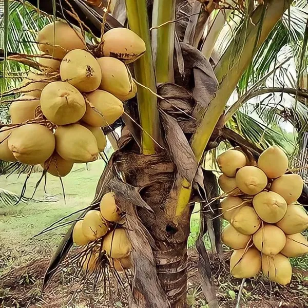 Malaysian_Green_Dwarf_Coconut_|_Grafted_and_Hybrid_Plants