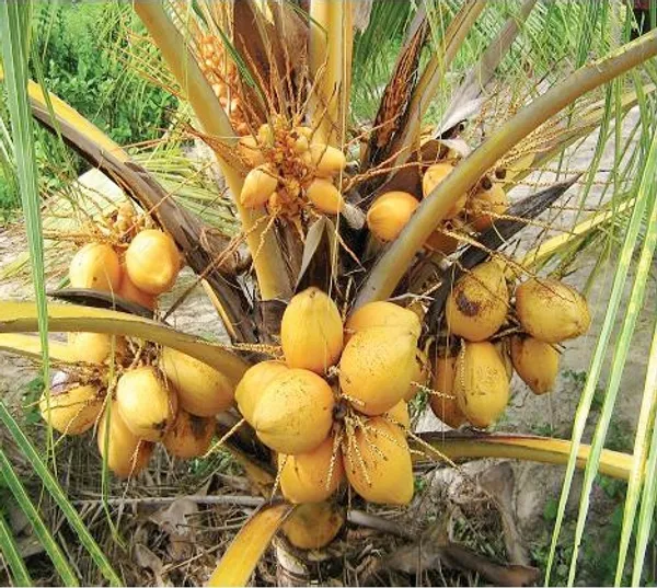 Malaysian_Green_Dwarf_Coconut_|_Grafted_and_Hybrid_Plants