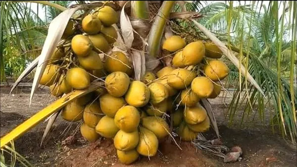 Malaysian_Green_Dwarf_Coconut_|_Grafted_and_Hybrid_Plants