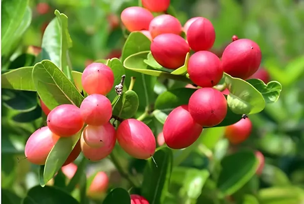 Sour_Kronda_Plant_|_Grafted_and_Hybrid_Plants