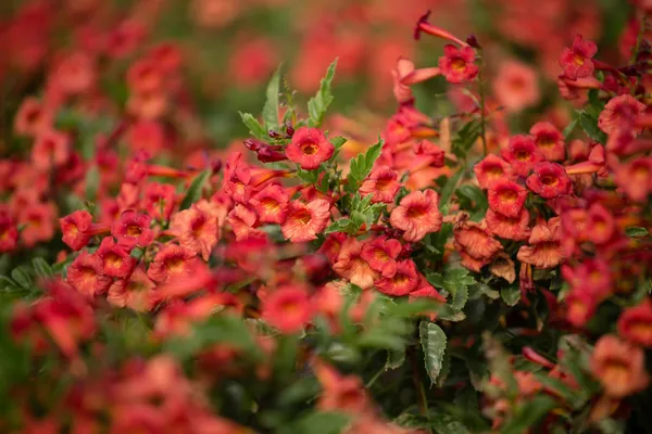 Red_Tecoma