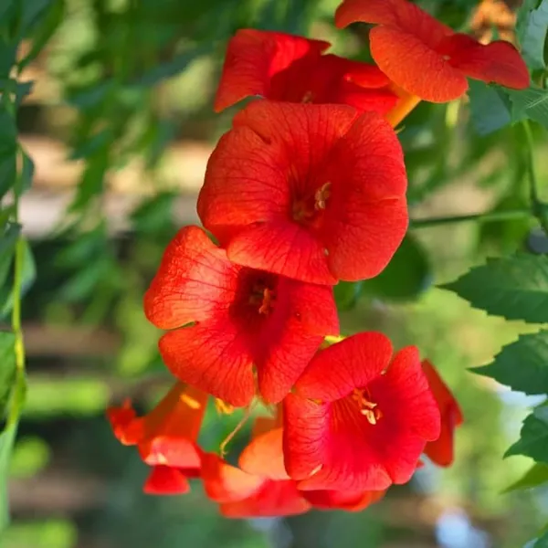 Red_Tecoma