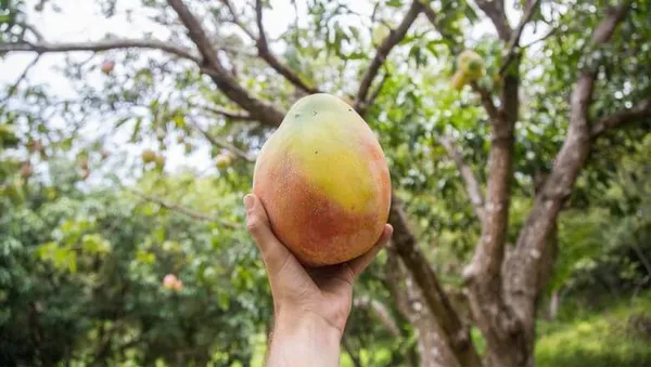 Keshar_Mango_Plant_|_Grafted_and_Hybrid_Plants