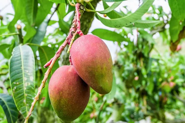 Keshar_Mango_Plant_|_Grafted_and_Hybrid_Plants