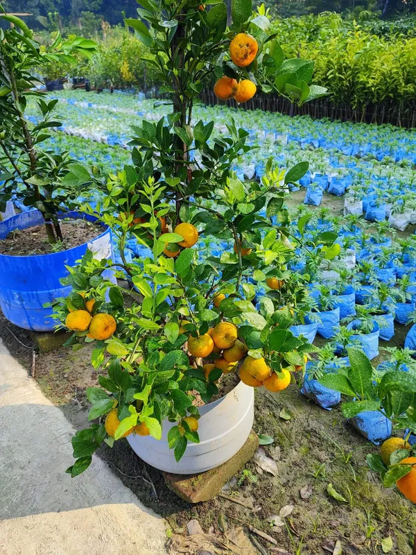 Cylet_Orange_Plant_|_Grafted_and_Hybrid_Plants