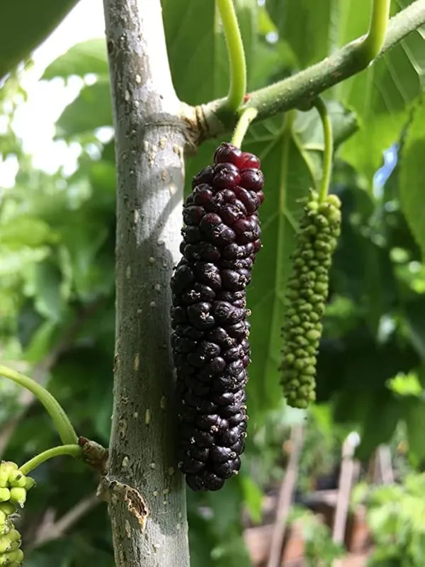 Red_Long_Mulberry_|_Grafted_and_Hybrid_Plants