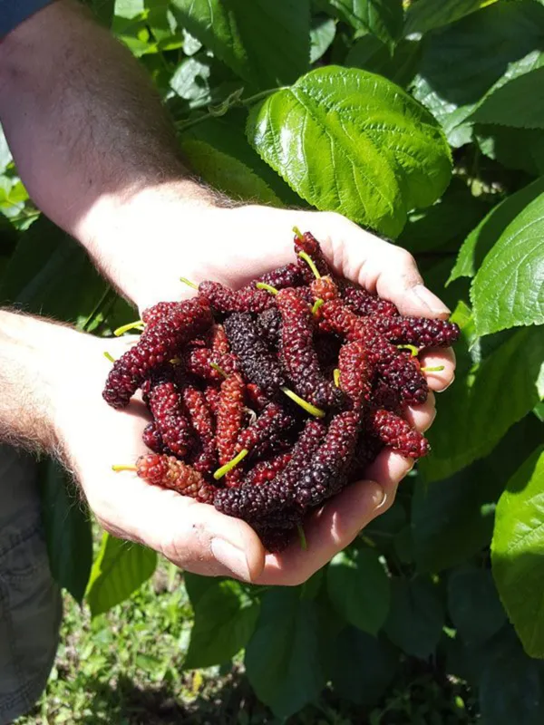Red_Long_Mulberry_|_Grafted_and_Hybrid_Plants
