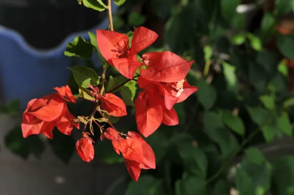Tomato_Red_Bougainvilea