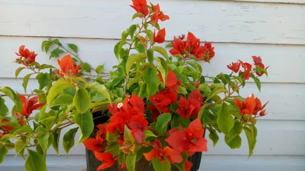 Tomato_Red_Bougainvilea