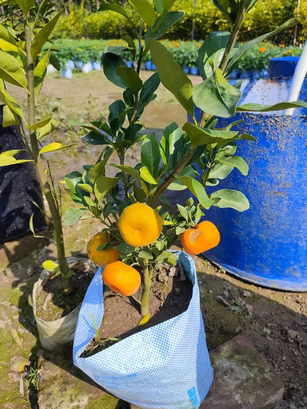 Pell_Sweet_Orange_Plant_|_Grafted_and_Hybrid_Plants