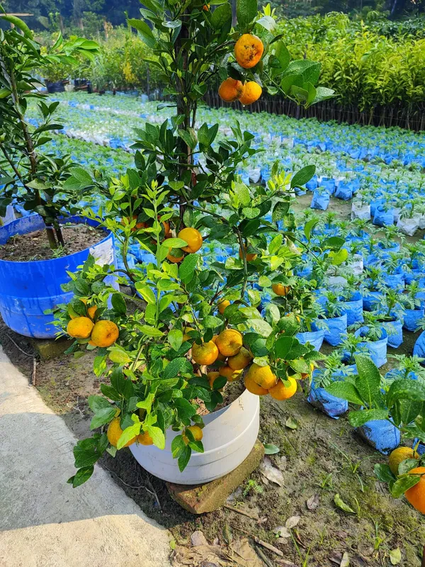 Pell_Sweet_Orange_Plant_|_Grafted_and_Hybrid_Plants