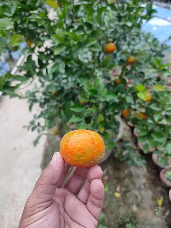 Pell_Sweet_Orange_Plant_|_Grafted_and_Hybrid_Plants