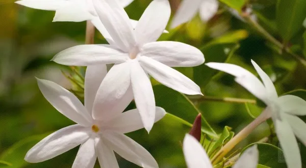 Fragrance_Jui_Ful_Plant