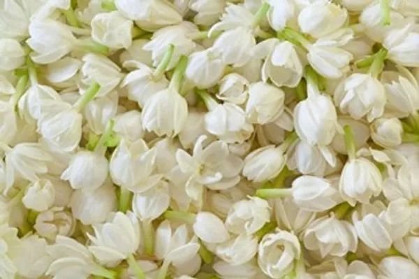 Fragrance_Jui_Ful_Plant