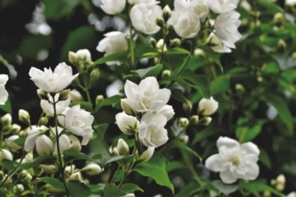 Fragrance_Jui_Ful_Plant