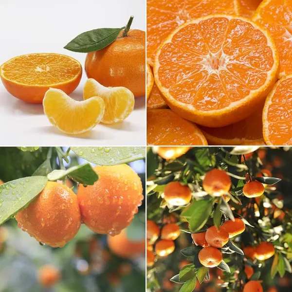 Seedless_Orange_Plant_|_Grafted_and_Hybrid_Plants