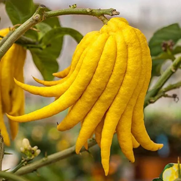 Buddha_Finger_lemon_|_Grafted_and_Hybrid_Plants