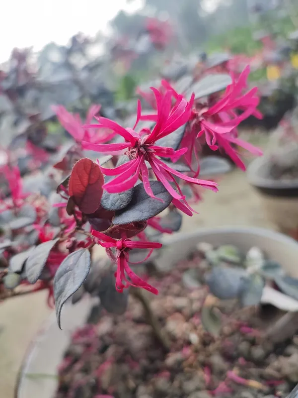 Chainise_Firingi_Live_Plant