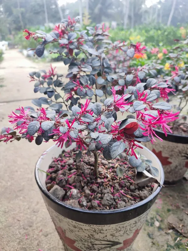 Chainise_Firingi_Live_Plant
