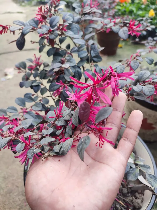 Chainise_Firingi_Live_Plant